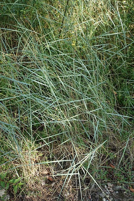 Elymus campestris \ Feld-Quecke / Couch, D Gri&szlig;heim 16.7.2019