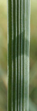 Elymus campestris \ Feld-Quecke / Couch, D Gri&szlig;heim 16.7.2019