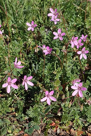 Erodium cicutarium \ Gew�hnlicher Reiherschnabel / Common Crane's-Bill, Philary, D Mannheim 24.3.2020