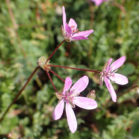 Erodium cicutarium \ Gew�hnlicher Reiherschnabel / Common Crane's-Bill, Philary, D Mannheim 24.3.2020