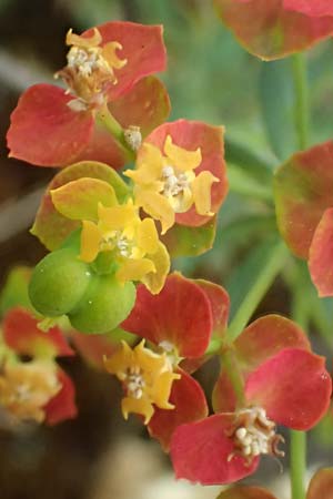 Euphorbia cyparissias \ Zypressen-Wolfsmilch / Cypress Spurge, D Gr&uuml;nstadt-Asselheim 4.5.2020