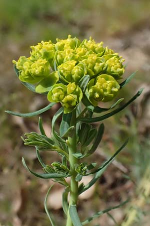 Euphorbia cyparissias \ Zypressen-Wolfsmilch / Cypress Spurge, D Viernheim 9.4.2021