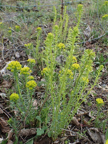 Euphorbia cyparissias \ Zypressen-Wolfsmilch / Cypress Spurge, D Wagh&auml;usel 12.4.2021