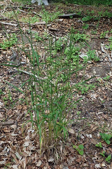 Elymus caninus \ Hunds-Quecke / Bearded Couch, D Mannheim 10.6.2021