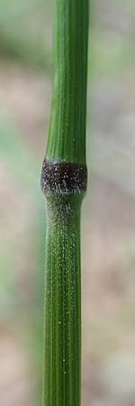 Elymus caninus \ Hunds-Quecke / Bearded Couch, D Mannheim 10.6.2021