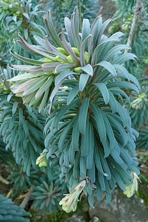 Euphorbia characias \ Palisaden-Wolfsmilch / Large Mediterranean Spurge, D St. Martin an der Weinstra&szlig;e 23.2.2022