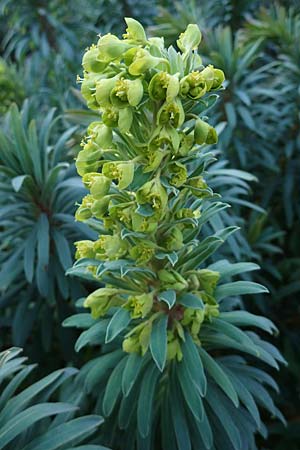 Euphorbia characias \ Palisaden-Wolfsmilch / Large Mediterranean Spurge, D St. Martin an der Weinstra&szlig;e 23.2.2022