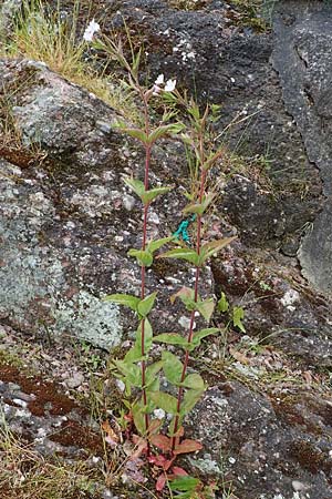 Epilobium collinum \ H�gel-Weidenr�schen / Hill Willowherb, D Th&uuml;ringen, Bad Frankenhausen 8.6.2022