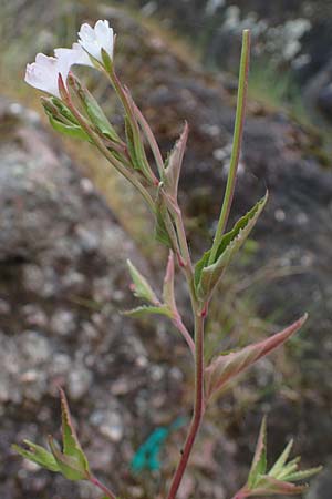 Epilobium collinum \ H�gel-Weidenr�schen / Hill Willowherb, D Th&uuml;ringen, Bad Frankenhausen 8.6.2022