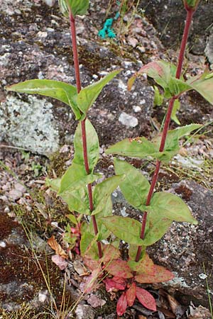 Epilobium collinum \ H�gel-Weidenr�schen / Hill Willowherb, D Th&uuml;ringen, Bad Frankenhausen 8.6.2022
