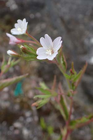 Epilobium collinum \ H�gel-Weidenr�schen / Hill Willowherb, D Th&uuml;ringen, Bad Frankenhausen 8.6.2022