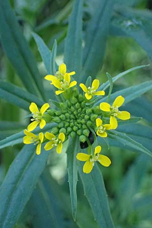Erysimum cheiranthoides \ Acker-Sch�terich, Acker-Schotendotter / Treacle Mustard, D Mannheim 22.10.2022