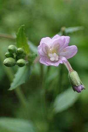 Epilobium collinum \ H�gel-Weidenr�schen / Hill Willowherb, D Rh&ouml;n, Heidelstein 20.6.2023