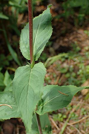 Epilobium collinum \ H�gel-Weidenr�schen / Hill Willowherb, D Rh&ouml;n, Heidelstein 20.6.2023