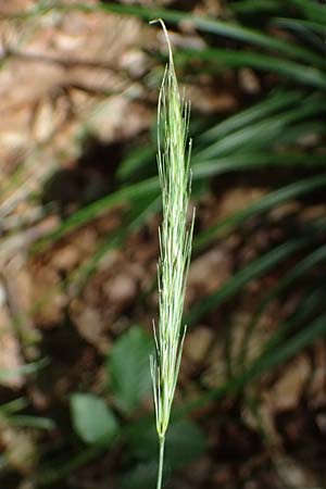 Elymus caninus \ Hunds-Quecke / Bearded Couch, D Bad K&ouml;nig 20.7.2024