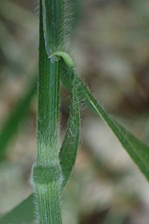 Elymus caninus \ Hunds-Quecke / Bearded Couch, D Bad K&ouml;nig 20.7.2024