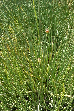 Ephedra distachya \ Gew�hnliches Meertr�ubel / Joint Pine, D Botan. Gar.  Universit.  Mainz 4.8.2007