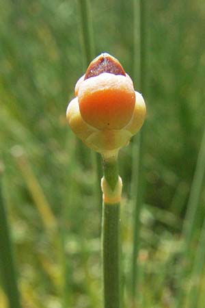 Ephedra distachya \ Gew�hnliches Meertr�ubel / Joint Pine, D Botan. Gar.  Universit.  Mainz 4.8.2007