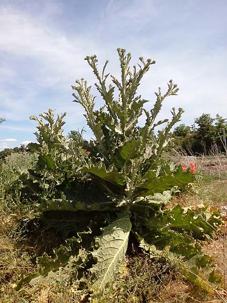 Onopordum acanthium \ Gew�hnliche Esels-Distel / Cotton Thistle, D Mannheim 22.5.2022