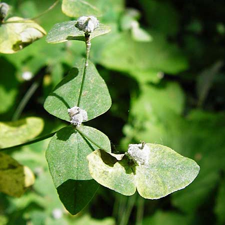 Euphorbia dulcis \ S��e Wolfsmilch / Sweet Spurge, D Obernzell an der Donau 11.6.2014
