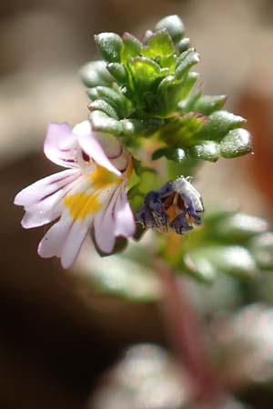Euphrasia diekjobstii \ Kleinbl�tiger Steifer Augentrost / Diekjobst's Eyebright, D Drover Heide 9.7.2018
