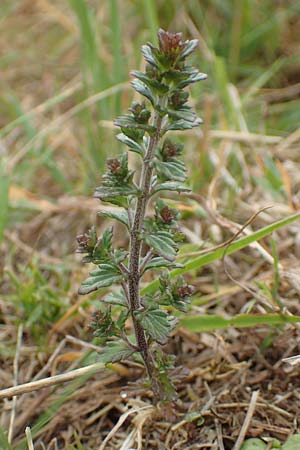 Euphrasia diekjobstii \ Kleinbl�tiger Steifer Augentrost / Diekjobst's Eyebright, D Iserlohn 11.7.2018