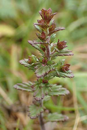Euphrasia diekjobstii \ Kleinbl�tiger Steifer Augentrost / Diekjobst's Eyebright, D Iserlohn 11.7.2018
