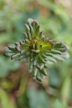 Euphrasia diekjobstii \ Kleinbl�tiger Steifer Augentrost / Diekjobst's Eyebright, D Iserlohn 11.7.2018