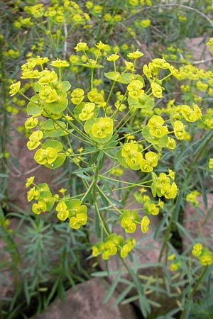 Euphorbia esula \ Esels-Wolfsmilch / Leafy Spurge, D Frankfurt Airport 13.5.2010