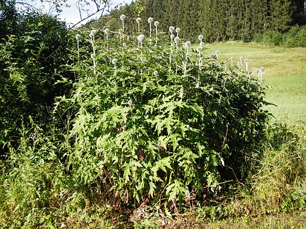 Echinops exaltatus \ Dr�senlose Kugeldistel / Russian Globe Thistle, Tall Globe Thistle, D Beuron 26.7.2015