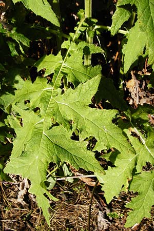 Echinops exaltatus \ Dr�senlose Kugeldistel / Russian Globe Thistle, Tall Globe Thistle, D Beuron 26.7.2015