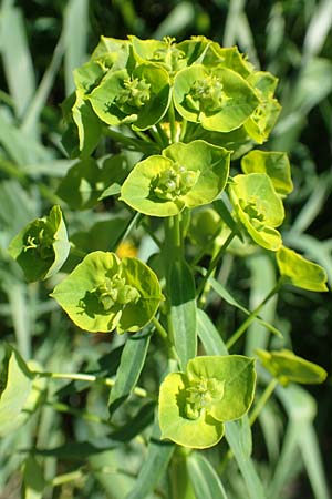 Euphorbia esula \ Esels-Wolfsmilch / Leafy Spurge, D Xanten 24.4.2019
