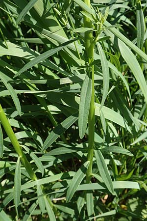 Euphorbia esula \ Esels-Wolfsmilch / Leafy Spurge, D Xanten 24.4.2019