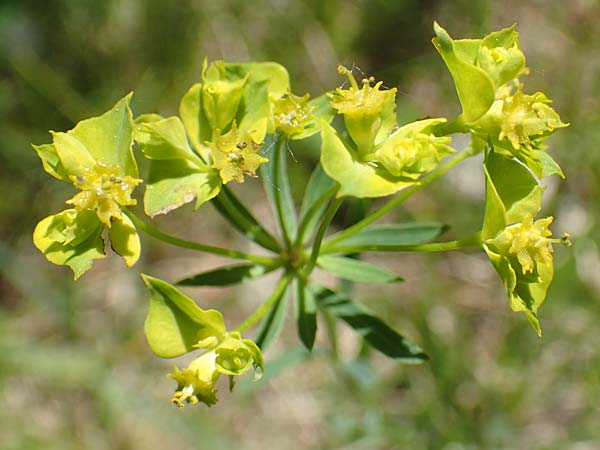 Euphorbia esula \ Esels-Wolfsmilch / Leafy Spurge, D Kollerinsel 6.5.2020