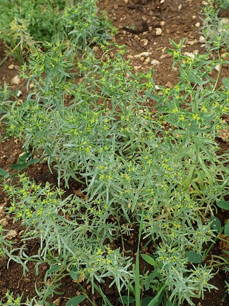 Euphorbia exigua \ Kleine Wolfsmilch / Dwarf Spurge, D Neuleiningen 15.6.2020