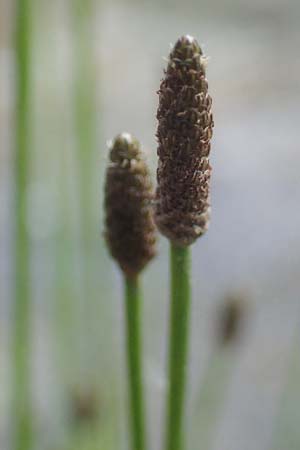 Eleocharis engelmannii \ Engelmanns Sumpfbinse / Engelmann's Spike Rush, D Heilbronn 31.7.2021