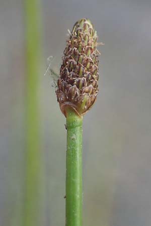 Eleocharis engelmannii \ Engelmanns Sumpfbinse / Engelmann's Spike Rush, D Heilbronn 31.7.2021