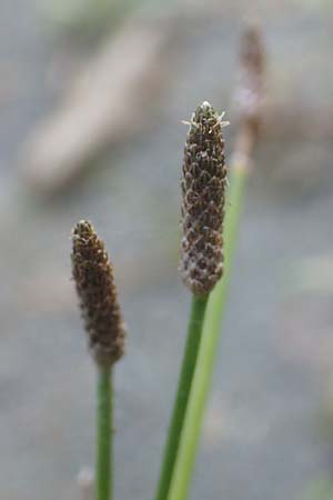 Eleocharis engelmannii \ Engelmanns Sumpfbinse / Engelmann's Spike Rush, D Heilbronn 31.7.2021