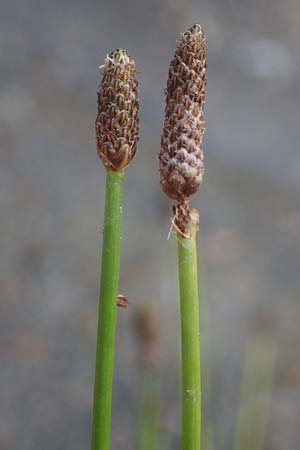 Eleocharis engelmannii \ Engelmanns Sumpfbinse / Engelmann's Spike Rush, D Heilbronn 31.7.2021