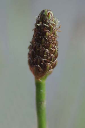 Eleocharis engelmannii \ Engelmanns Sumpfbinse / Engelmann's Spike Rush, D Heilbronn 31.7.2021