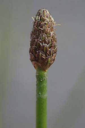 Eleocharis engelmannii \ Engelmanns Sumpfbinse / Engelmann's Spike Rush, D Heilbronn 31.7.2021