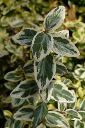 Euonymus fortunei \ Kletter-Spindelstrauch, Kriechspindel-Pfaffenh�tchen / Fortune's Spindle, D Odenwald, Lindenfels 3.10.2018