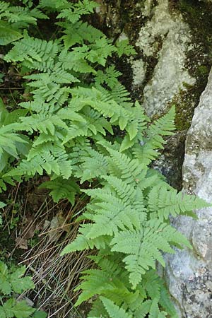 Gymnocarpium robertianum \ Ruprechts-Farn / Limestone Fern, D Pfronten 28.6.2016
