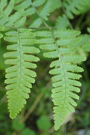 Gymnocarpium robertianum \ Ruprechts-Farn / Limestone Fern, D Pfronten 28.6.2016