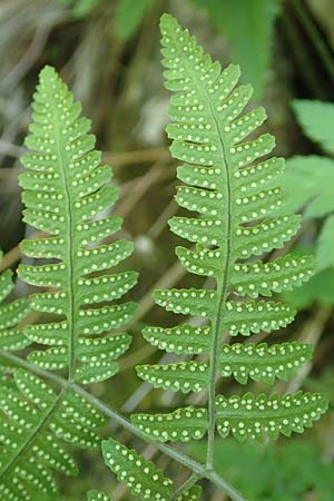 Gymnocarpium robertianum \ Ruprechts-Farn / Limestone Fern, D Pfronten 28.6.2016