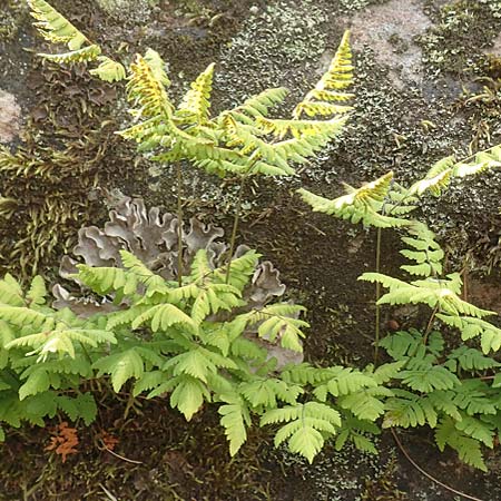 Gymnocarpium robertianum \ Ruprechts-Farn / Limestone Fern, D Schwarzwald/Black-Forest, Bad Rippoldsau 3.8.2016