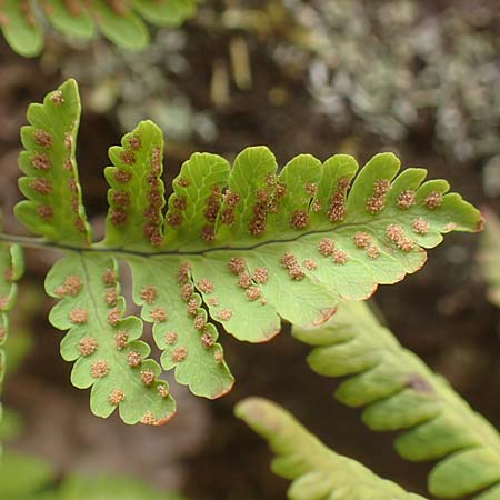 Gymnocarpium robertianum \ Ruprechts-Farn / Limestone Fern, D Schwarzwald/Black-Forest, Bad Rippoldsau 3.8.2016