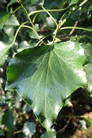 Hedera helix \ Efeu / Ivy, D Obernburg am Main 10.9.2016