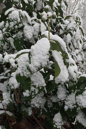 Hedera helix \ Efeu / Ivy, D Mannheim 3.12.2017