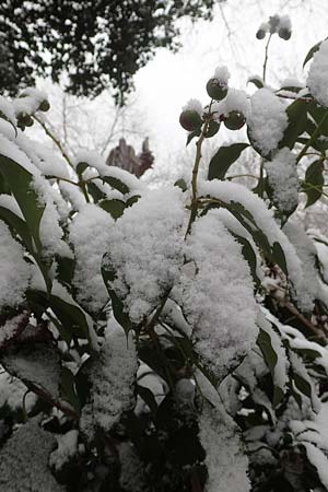 Hedera helix \ Efeu / Ivy, D Mannheim 3.12.2017
